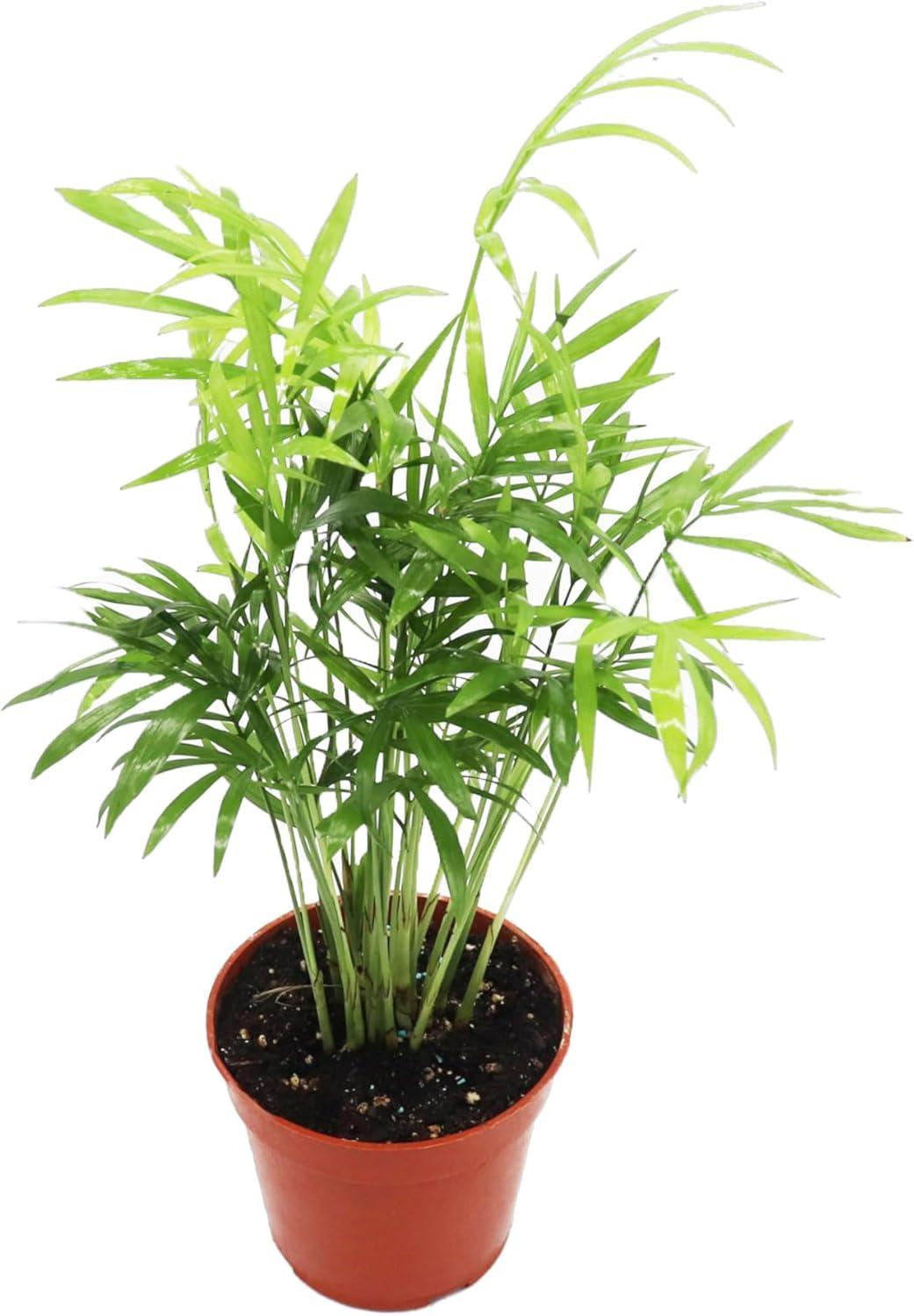 Victorian Parlor Palm in 4'' Terracotta Pot