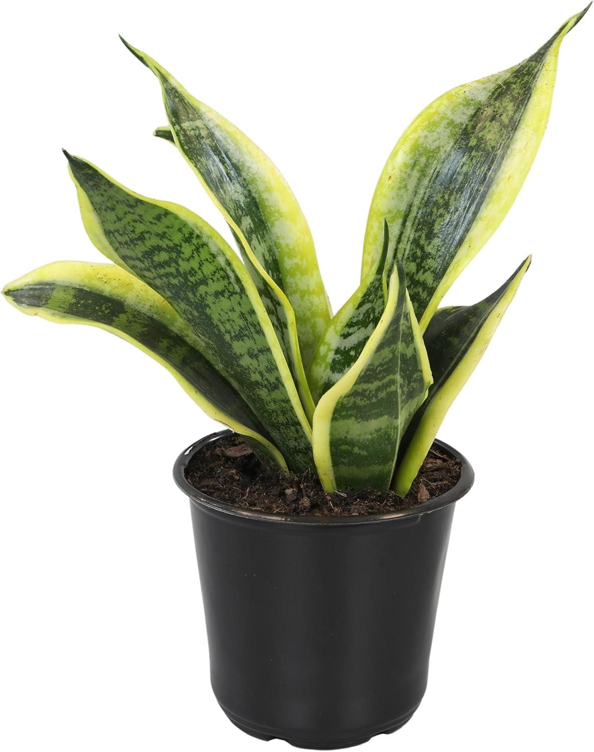 Sansevieria Superba Indoor Succulent with Yellow Edged Leaves