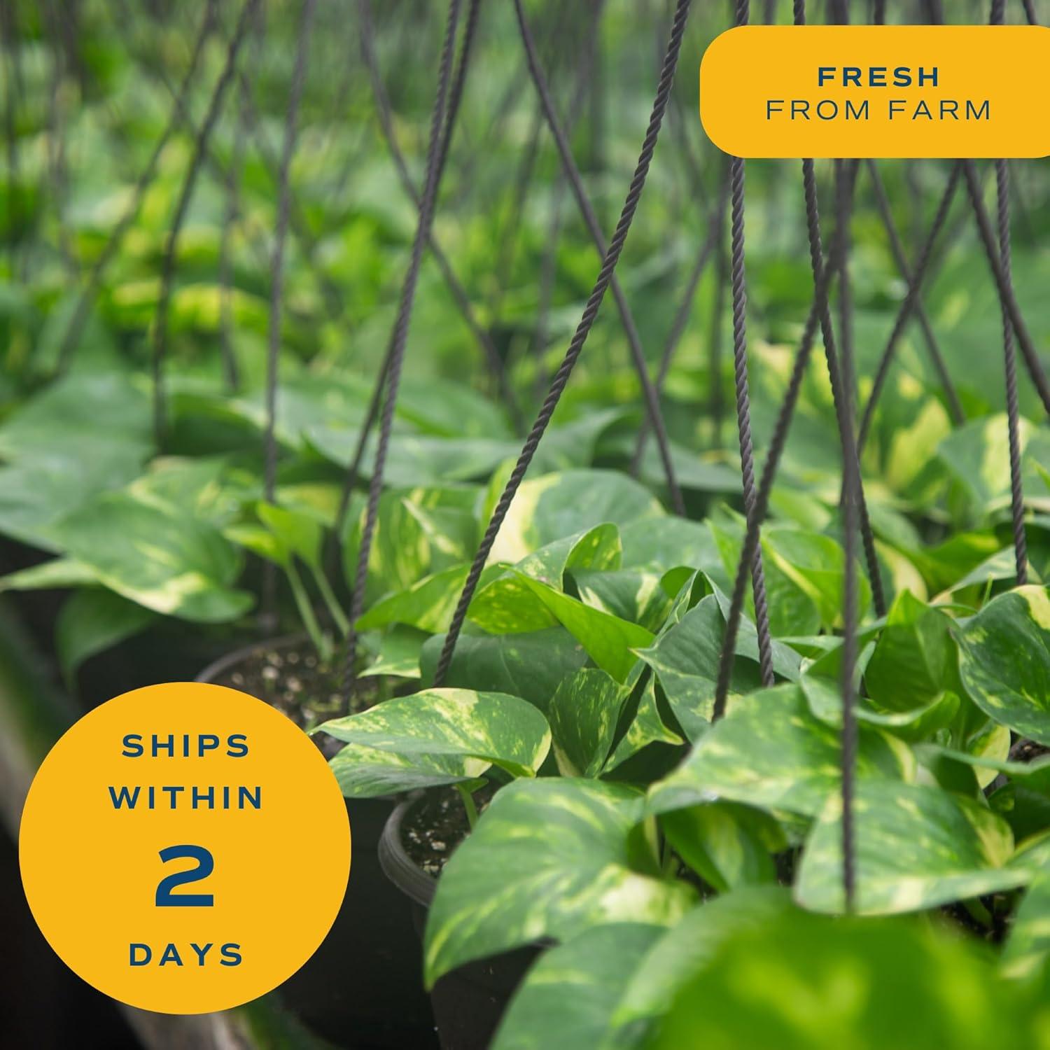 Costa Farms 12" Tall Philodendron Painted Lady, Medium Indirect Sunlight, Indoor Live House Plants