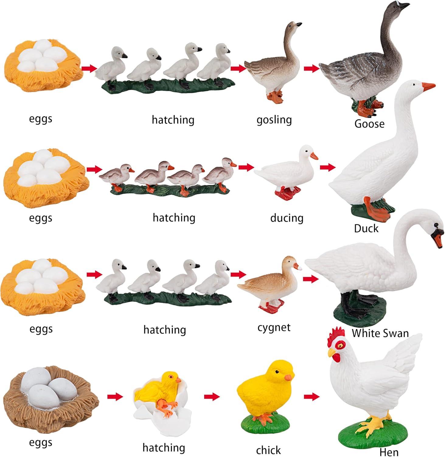 TOYMANY 16PCS Farm Animals Figurines Life Cycle of Chicken Hen Duck Goose White Swan, Plastic Safariology Growth Cycle Eggs Figures Toy Kit School Project Cake Topper for Kids Toddlers