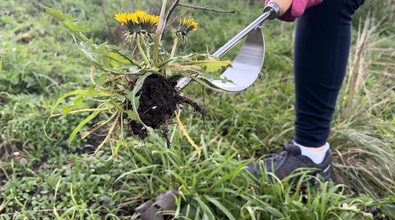 Grampa's Herramienta Hand Weeder: la Herramienta Ligera y Fácil de Usar para Quitar Malezas para Jardín, un Diseño de Palanca Nico y Duradero con Tenedores en Forma de V Que Permite Eliminar Fácilmente las Malas Hierbas y Sus Raíces.