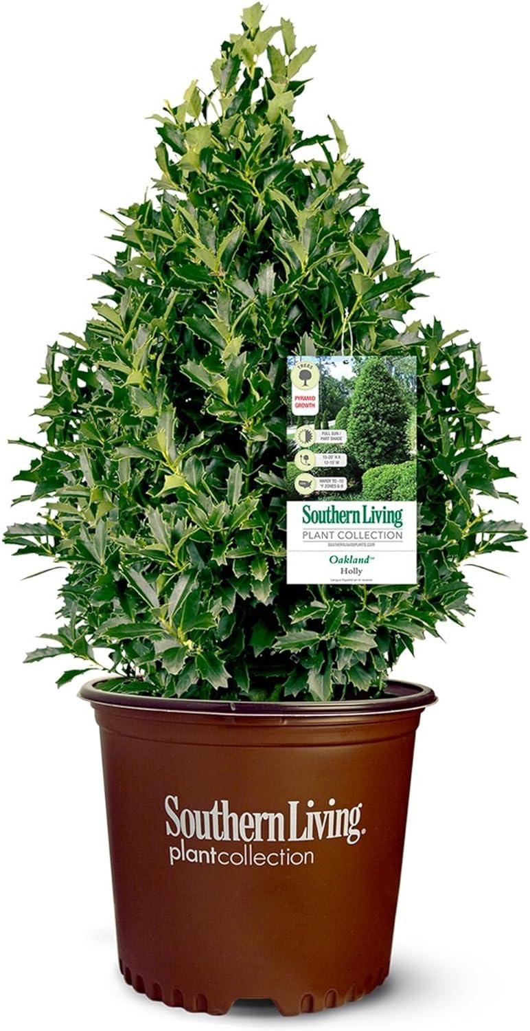 Oakland Holly 7-Gallon Evergreen Shrub with Glossy Green Foliage