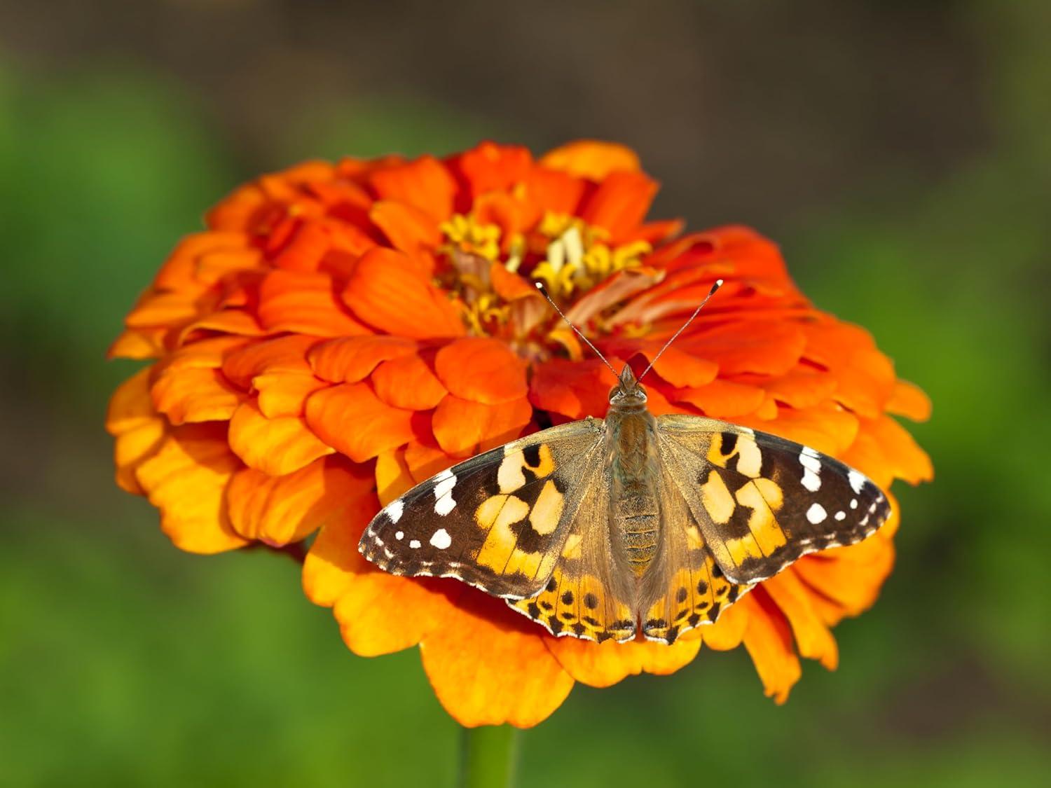 Butterfly Farm Kit with Live Caterpillars and Habitat