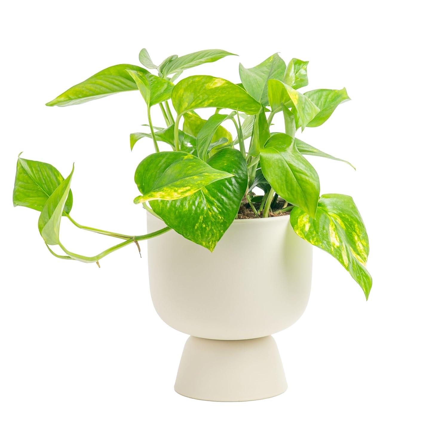 Costa Farms 12" Tall Philodendron Painted Lady, Medium Indirect Sunlight, Indoor Live House Plants