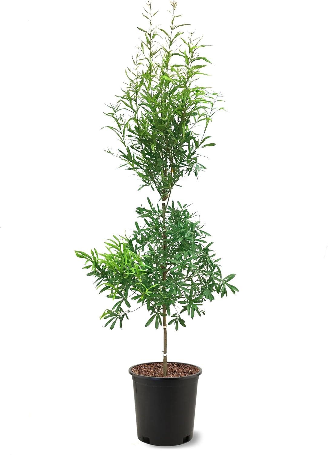 Willow Oak Tree in Black Pot, 32 Inches Tall