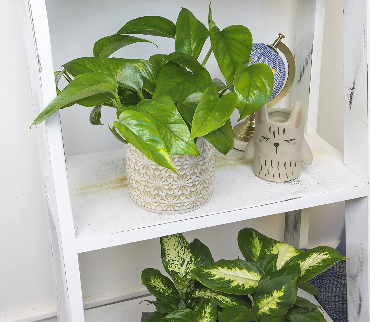 4in Golden Pothos Plant in Plastic Nursery Pot