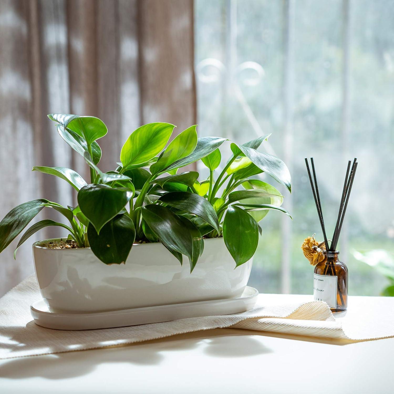 White Oval Ceramic Planter with Drainage Hole and Tray