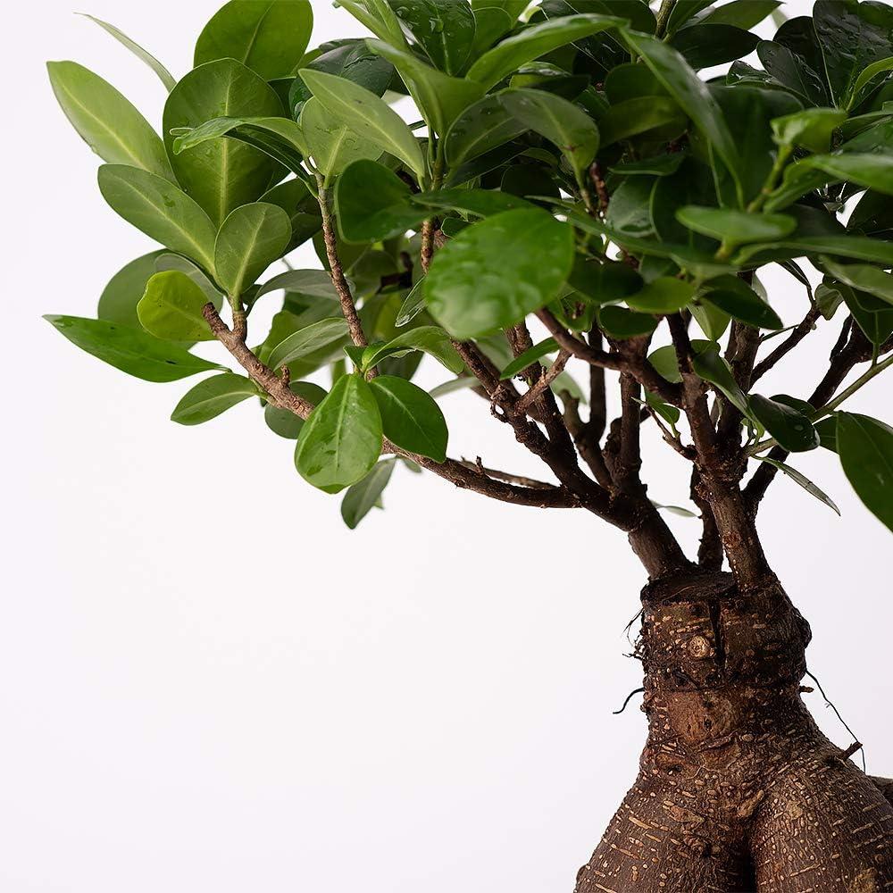 American Plant Exchange Ginseng Ficus Bonsai Tree, Exotic Live Plant, 6-Inch Pot, Perect for Home and Office