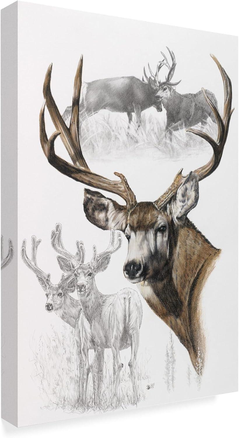 Trademark Fine Art Barbara Keith " Mule Deer " by Barbara Keith