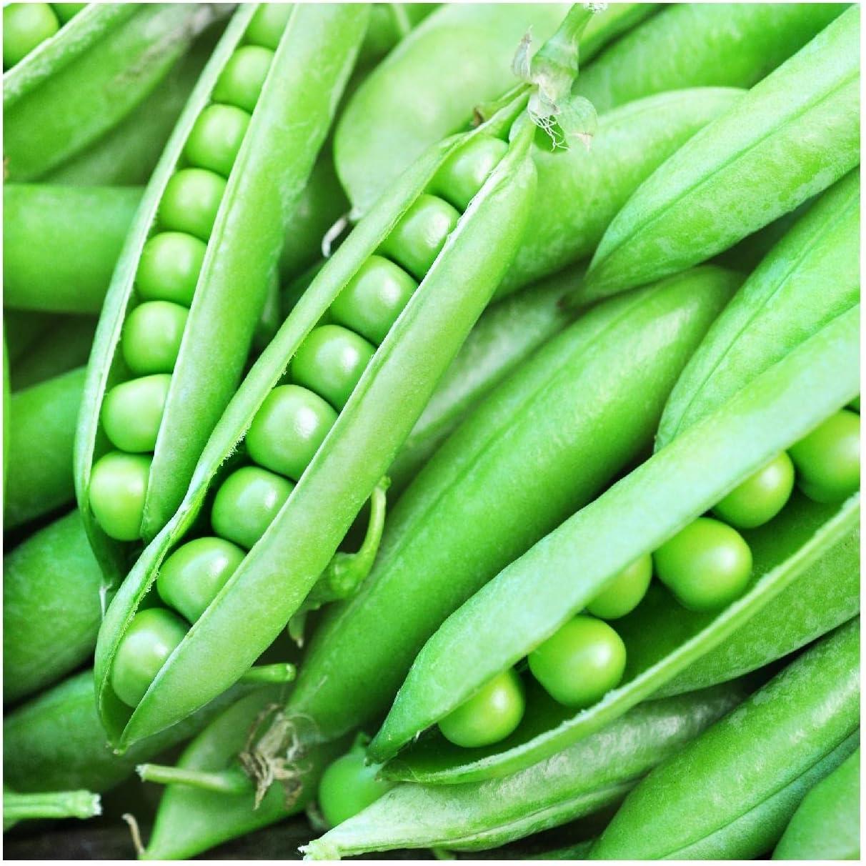 Everwilde Farms - 1 lb Little Marvel Garden Pea Seeds - Gold Vault Bulk Seed Packet