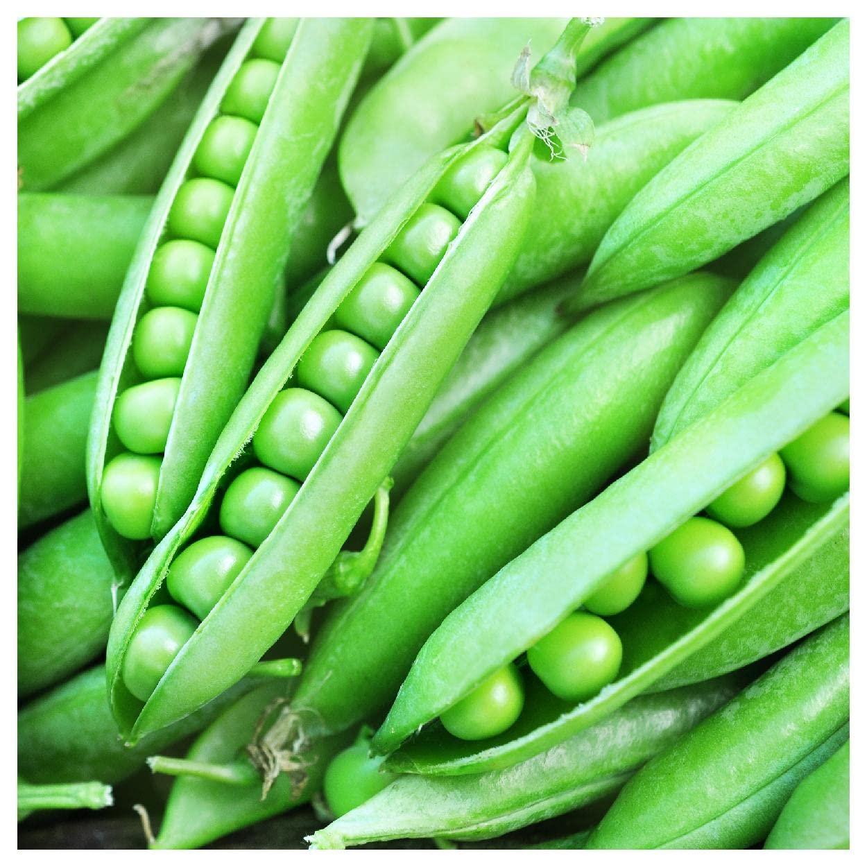 Everwilde Farms - 1 lb Little Marvel Garden Pea Seeds - Gold Vault Bulk Seed Packet