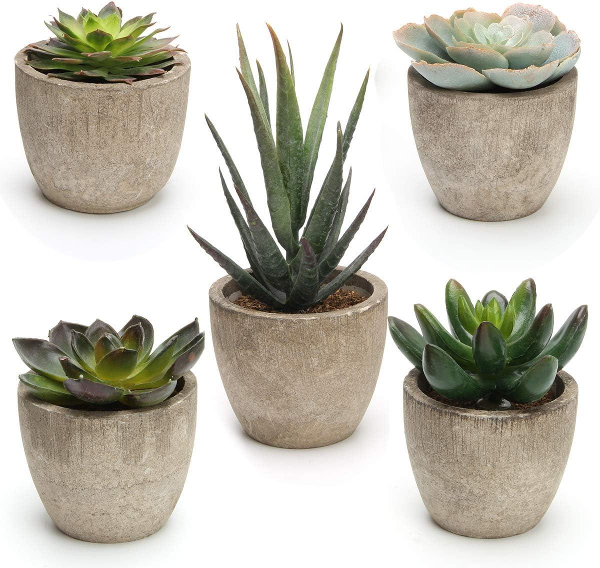Primrue Artificial Succulent Plants Potted, Assorted Decorative Faux Succulent Potted Fake Cactus Cacti Plants With Pots, Set Of 5