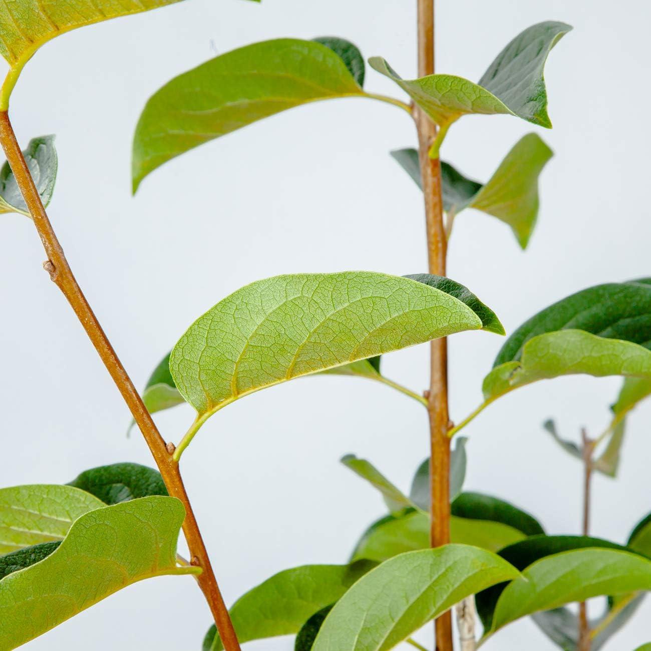 Fuyu Asian Persimmon Tree 4-5 ft with Green Foliage