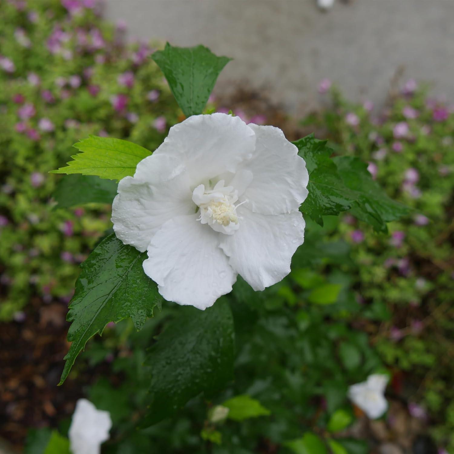 2 Gallon White Pillar Rose of Sharon Hibiscus Shrub