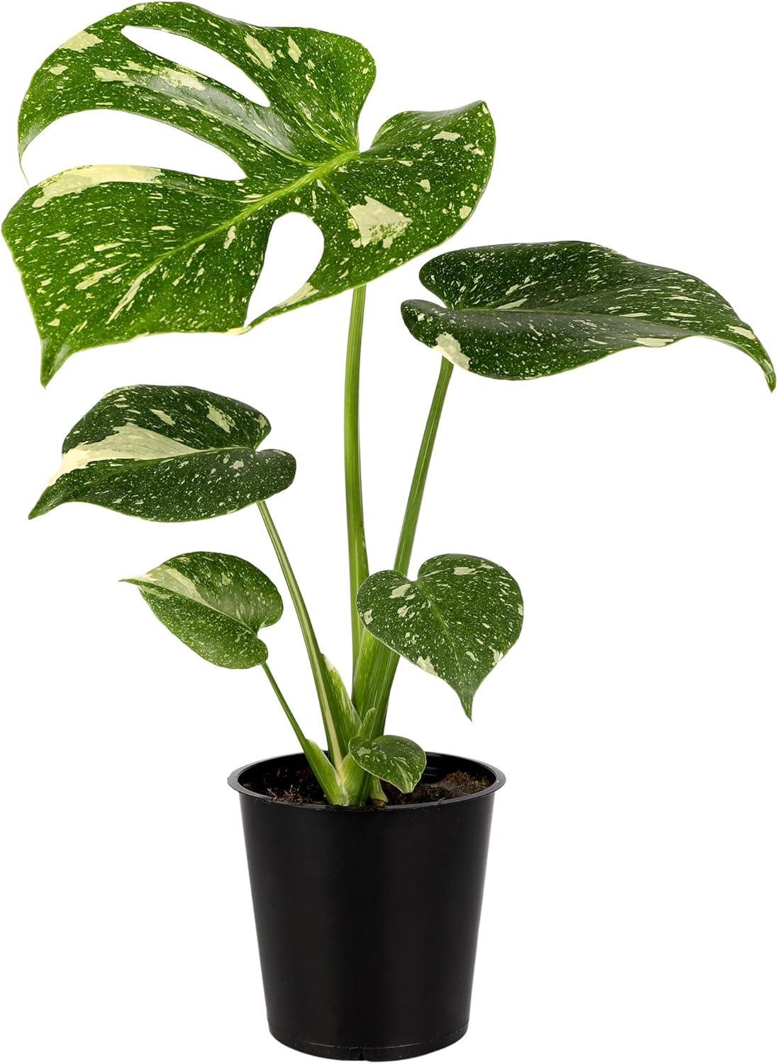 Thai Constellation Green and Cream Monstera in Black Pot