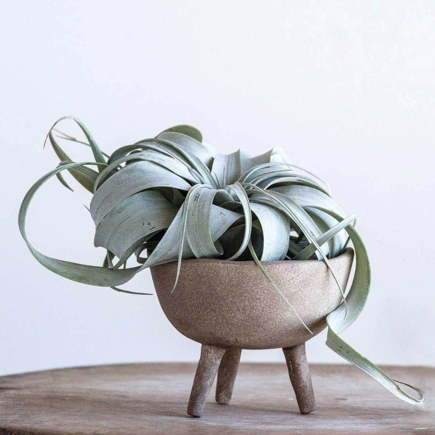 Creative Co-Op Large Matte Taupe Terracotta Footed Planter