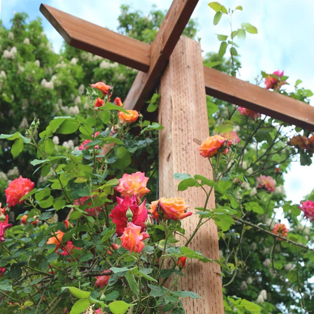 Heirloom Roses Rose Bush - The Joseph's Coat Climbing Plant , Live Plants For Outdoors , Multi Colored Own Root Bushes For Planting , 6+ Hours of Direct Sunlight
