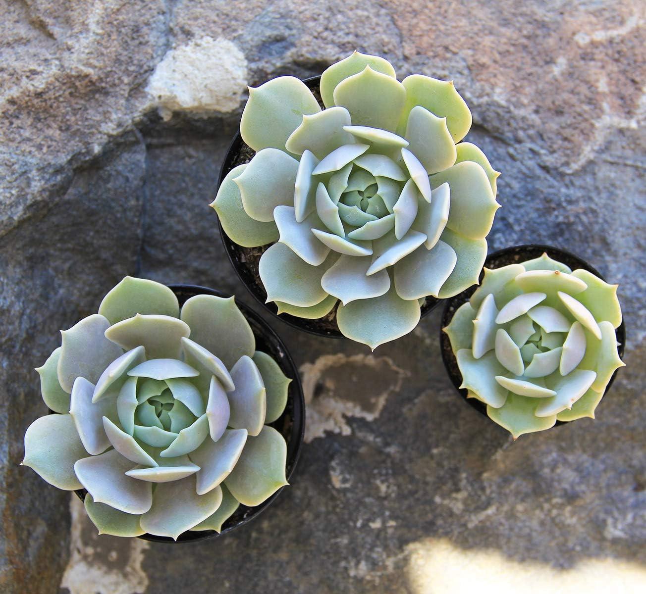 Altman Plants Live Succulent Plants 4-Pack, Echeveria Succulents Plants - Full Sun - 2.5-Inch Pots