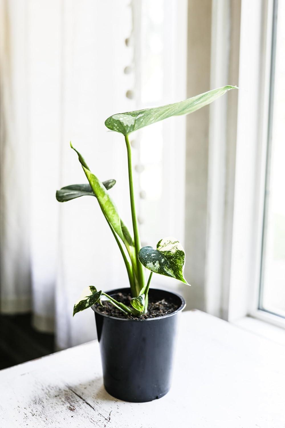 Wild Interiors Thai Constellation Green and Cream Monstera Live Plants in 5” Grower Pot, House Plant, Bright Indirect Light