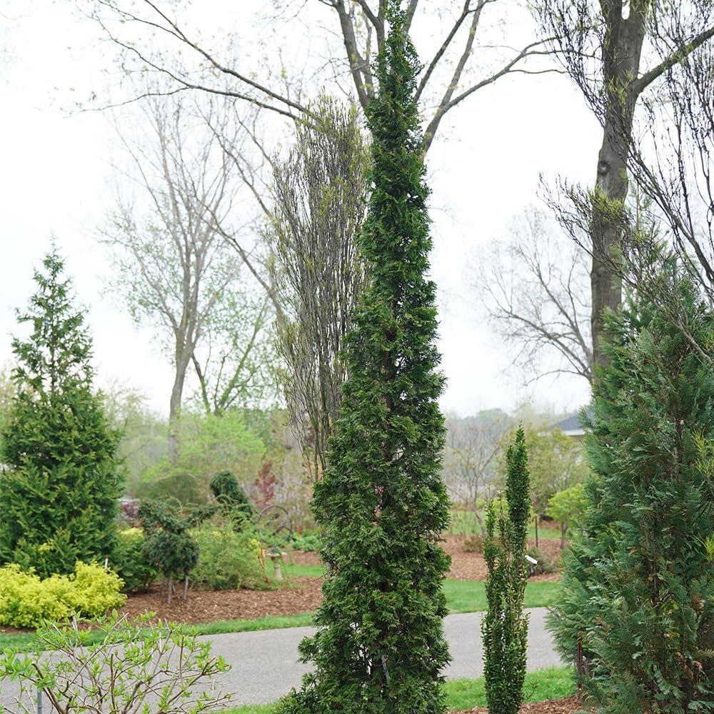 2-Gallon Dark Green Arborvitae Evergreen Shrub