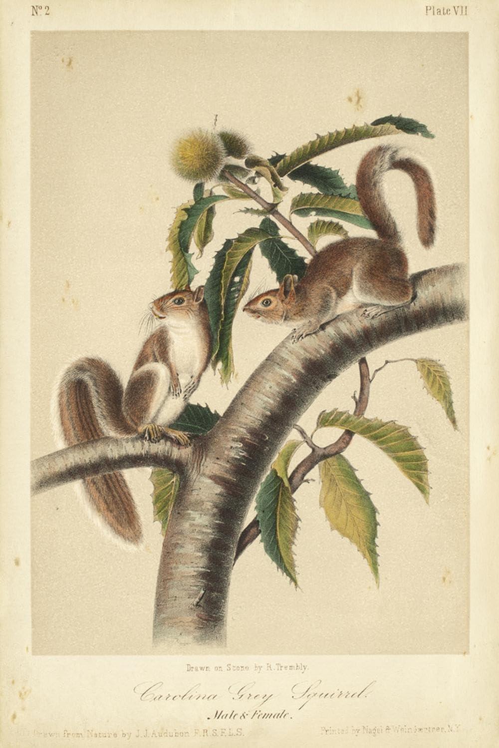 Art.com Audubon Squirrel I Art Print by John James Audubon, 12" x 18"