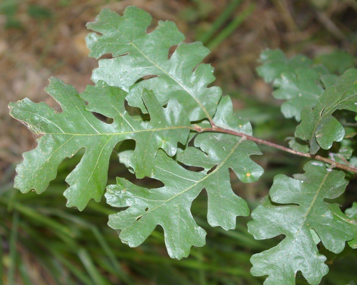 The Jonsteen Company Valley Oak Live Tree