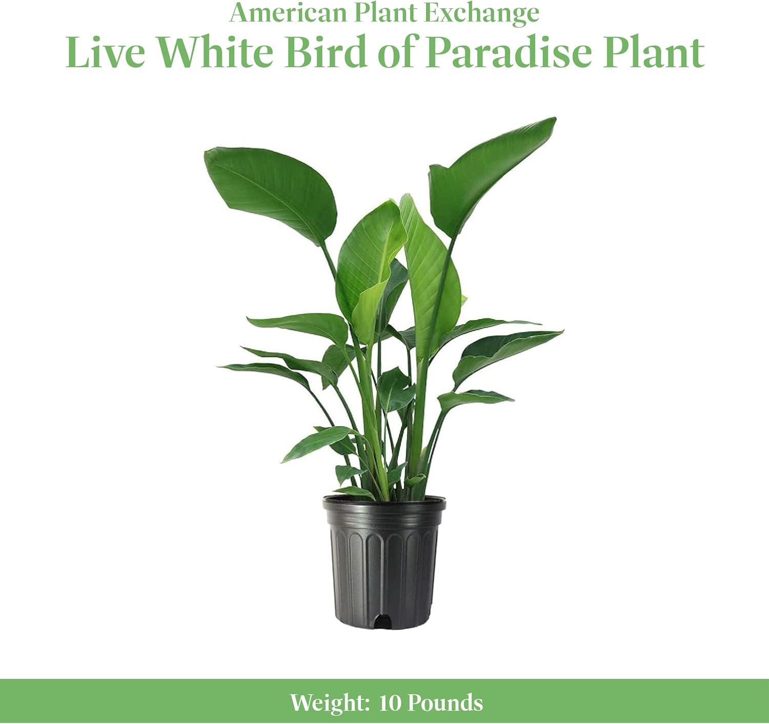 American Plant Exchange White Bird of Paradise, Large Live Tropical Plant for Indoors, 10-Inch Pot, Flowering Houseplant for Indirect & Direct Sunlight