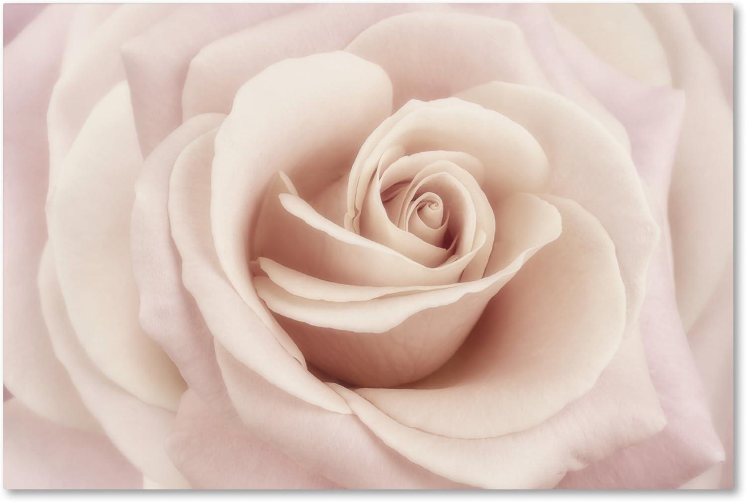 Trademark Fine Art 'Peach Pink Rose' Canvas Art by Cora Niele