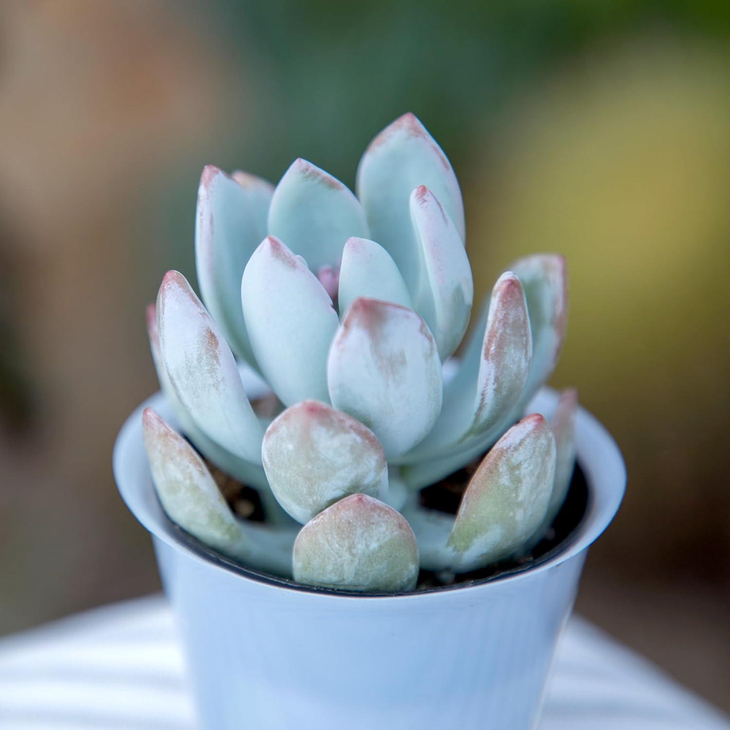 Altman Specialty Plants Live Succulent Plant in Nursery Pot
