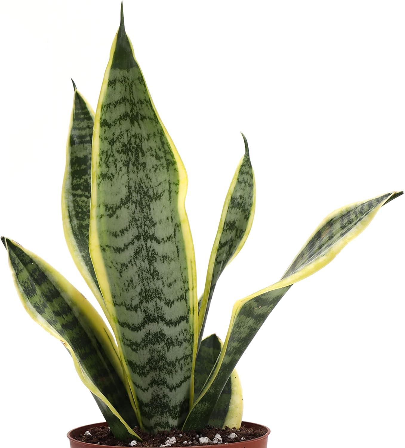 Thorsen's Greenhouse Live Low Light Houseplant Set of 3