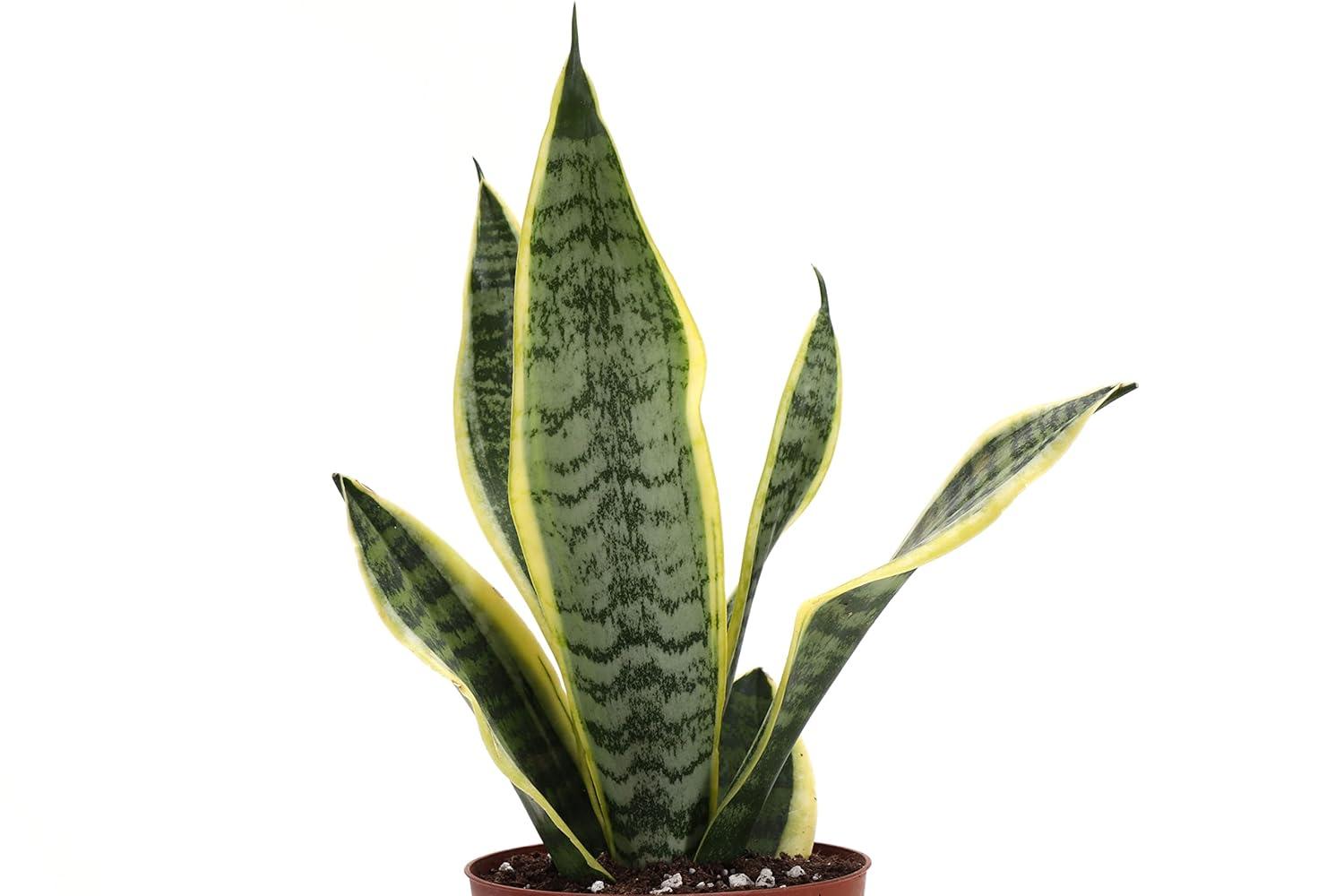 Thorsen's Greenhouse Live Low Light Houseplant Set of 3