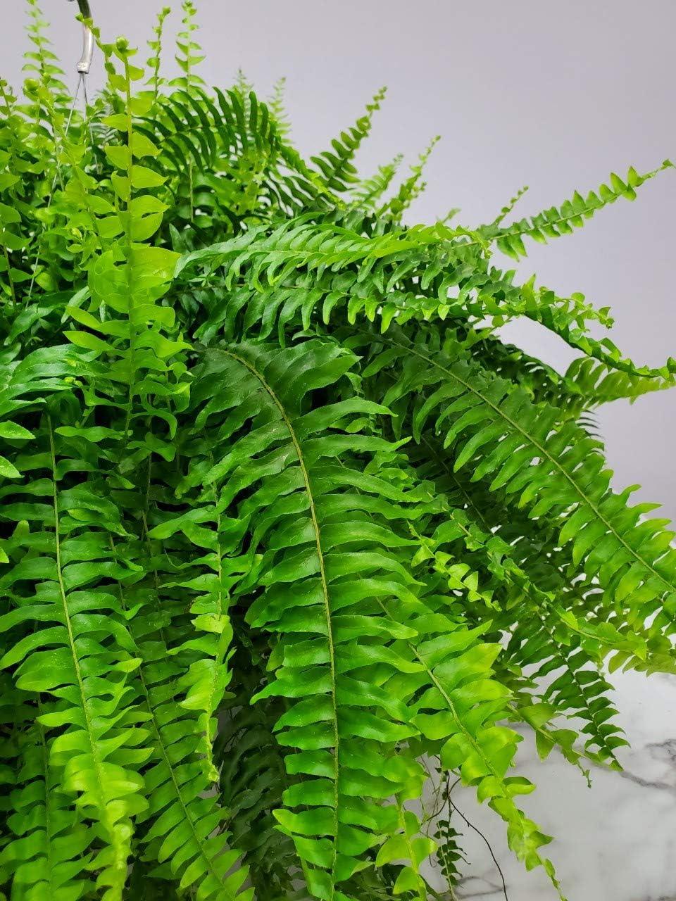 Tropical Plants of Florida 10" Boston Fern Hanging Basket 32" to 34" Wide; Bright, Indirect Sunlight, Large Hanging Plant with Metal Hanger
