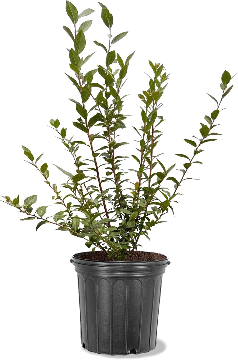 Climax Rabbit Eye Blueberry Bush in Black Pot, 18 Inches Tall