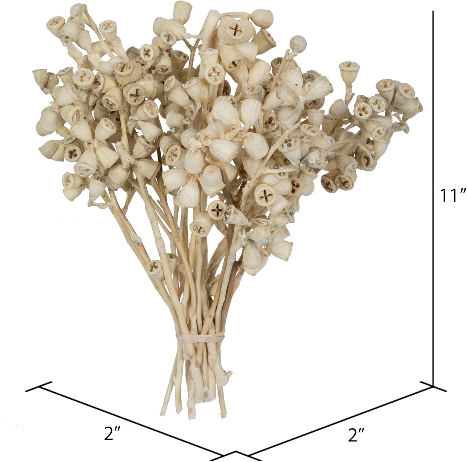 Vickerman Natural Botanicals 11" x 2-4" Conical Gum Branch, 20 stems per unit