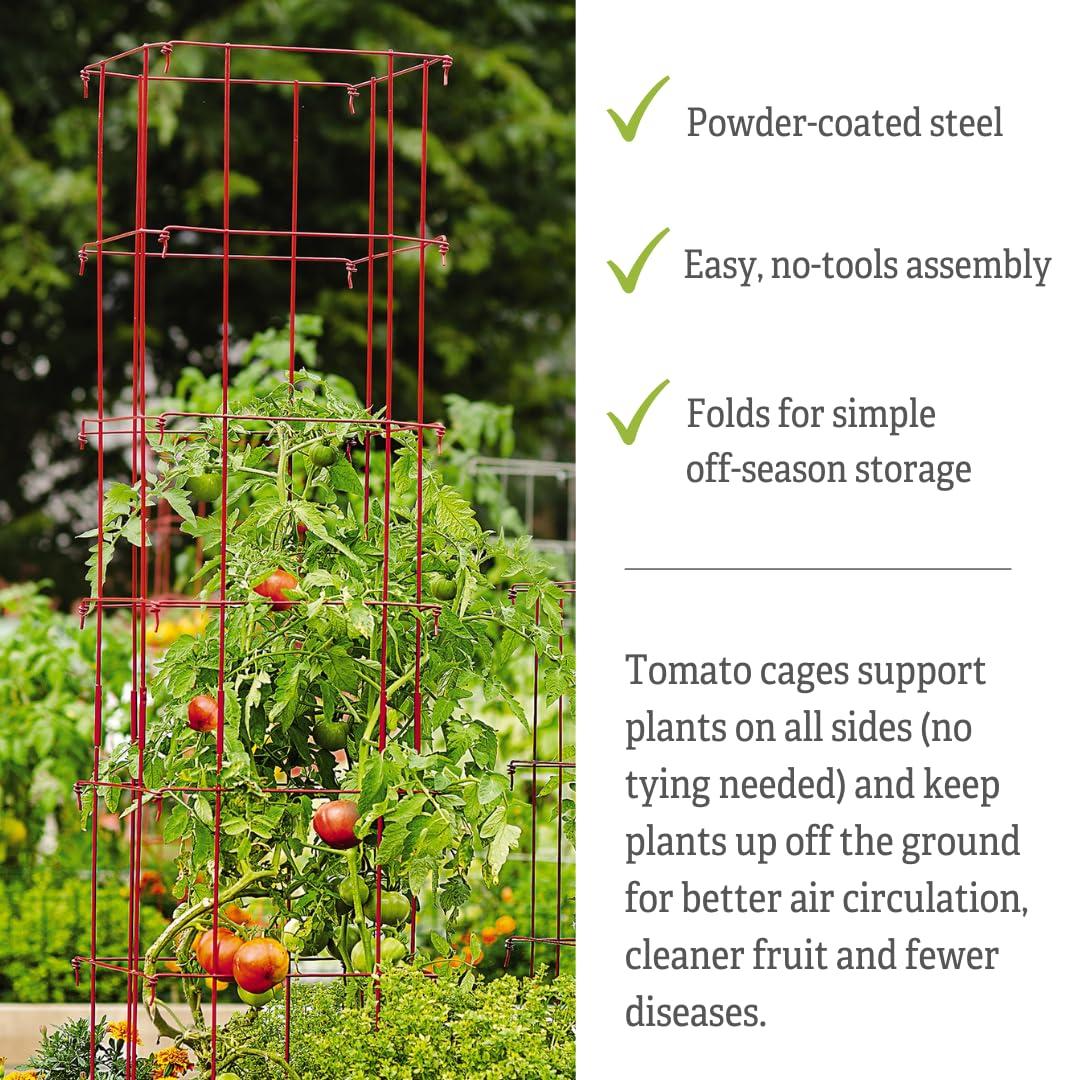 Gardener's Supply Company Lifetime Tomato Cage Plant Stand | 32" High Sturdy Steel Garden Plants Support for Tomatoes and Other Climbing Plants | No