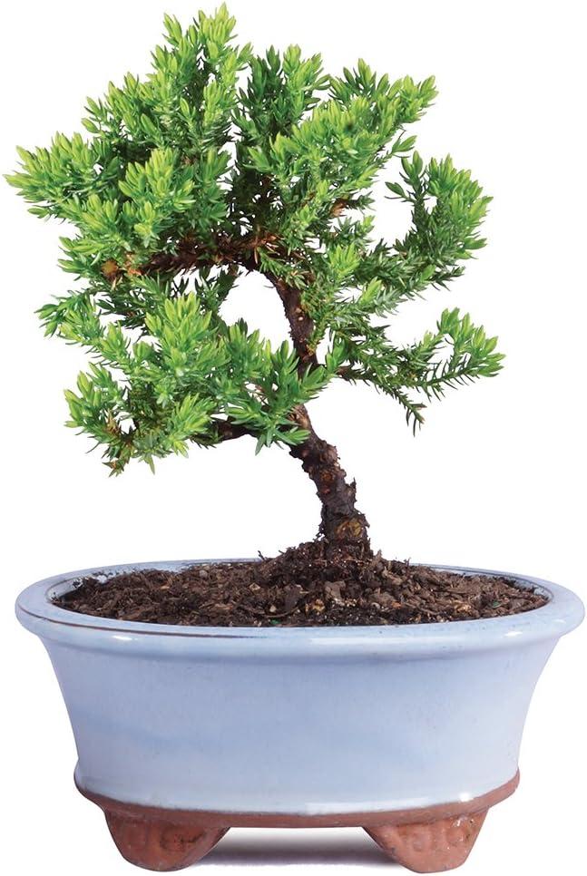 Green Mound Juniper 3-Year-Old Outdoor Bonsai in Blue Ceramic Pot