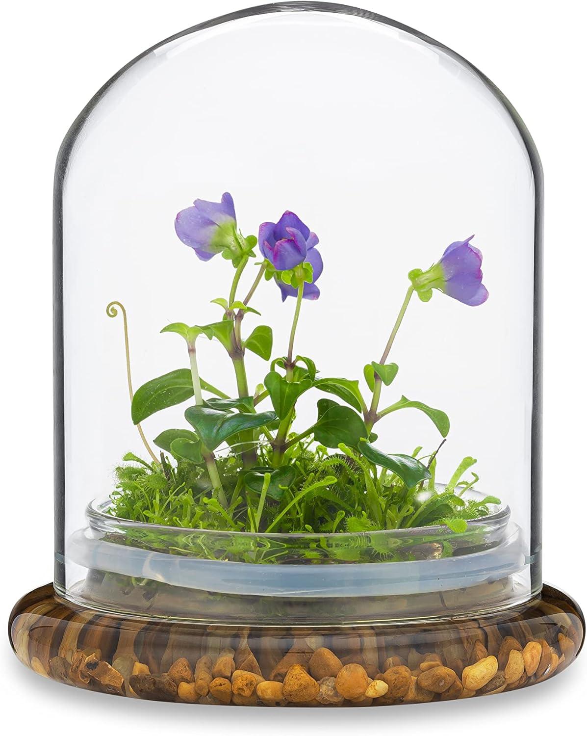 Award Winning: Persian Violet with Sundew Moss - Live Flower Terrarium in Self Sustaining Glass Jar, Maintenance Free and Blooms All-Season, Great Unique Gift and Home Decor, 100% Growth Guarantee