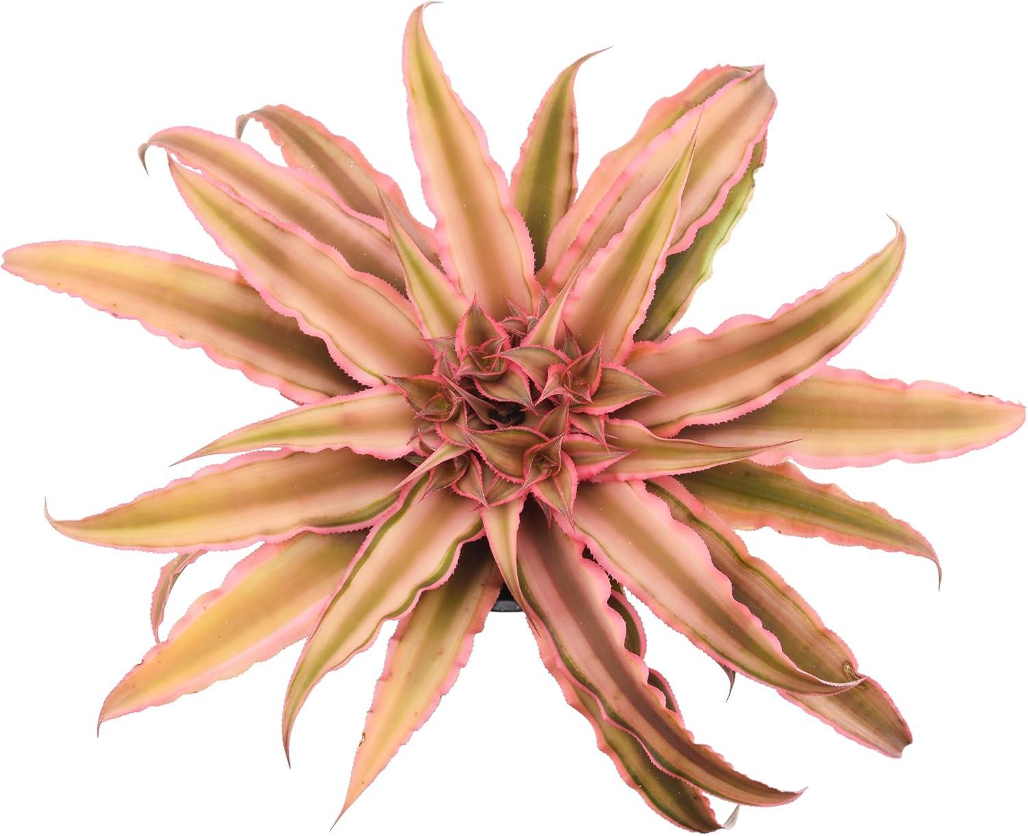 Arcadia Garden Products Cryptanthus Live Earth Star Plant in Nursery Pot