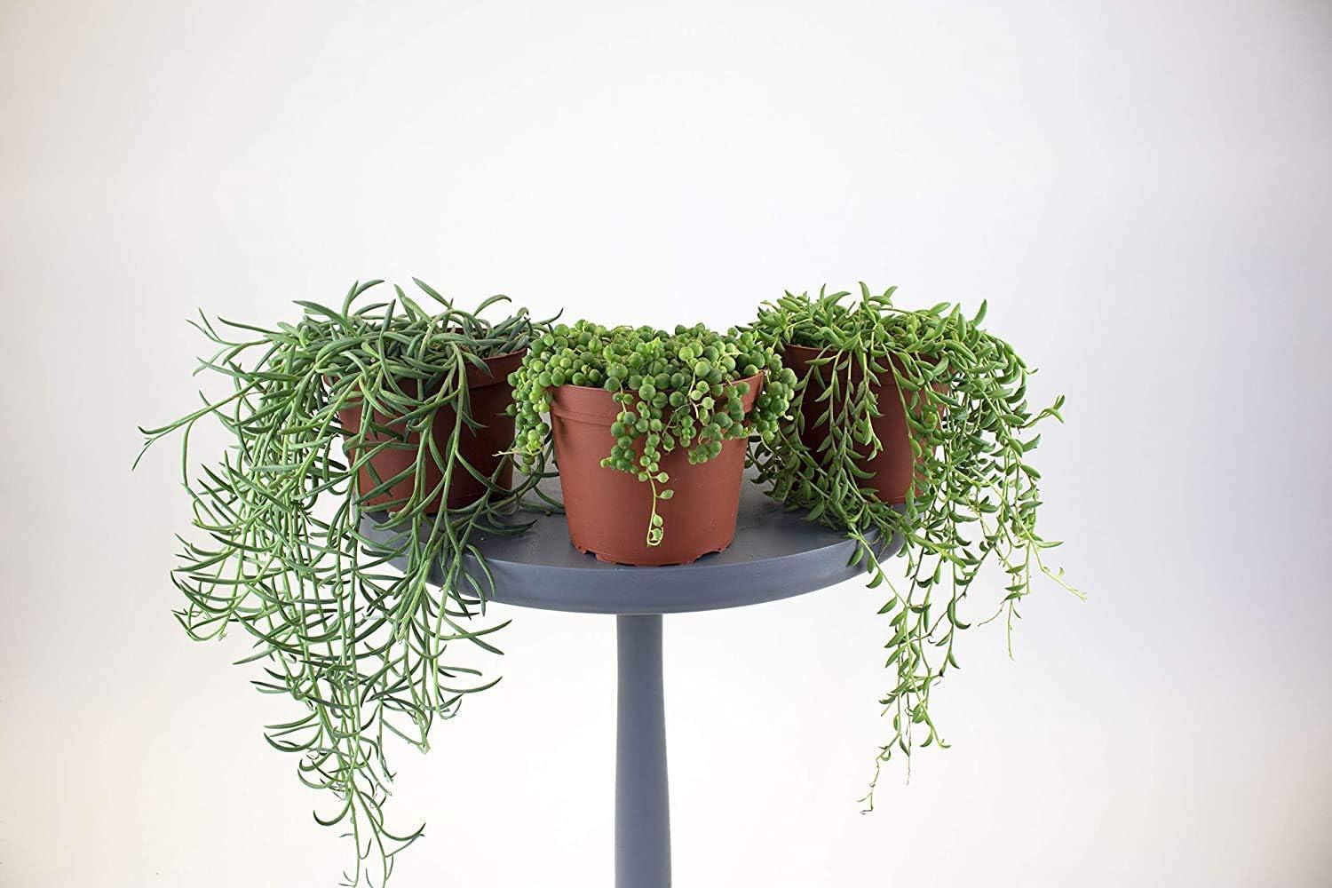 Home Botanicals Hanging String of Bananas Succulent in 6" Grow Pot with Hanger Included