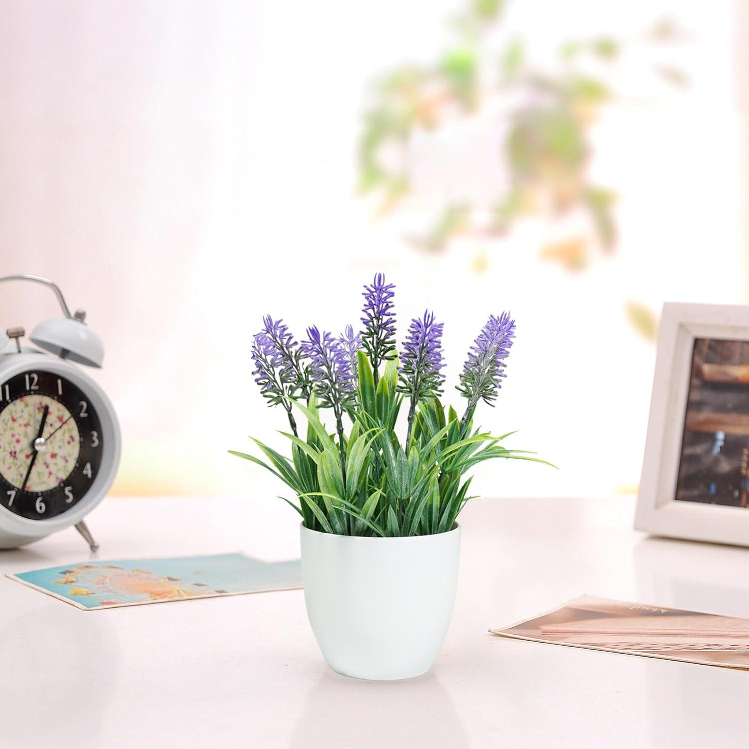 Small Potted Lavender Plants in White Plastic Pots