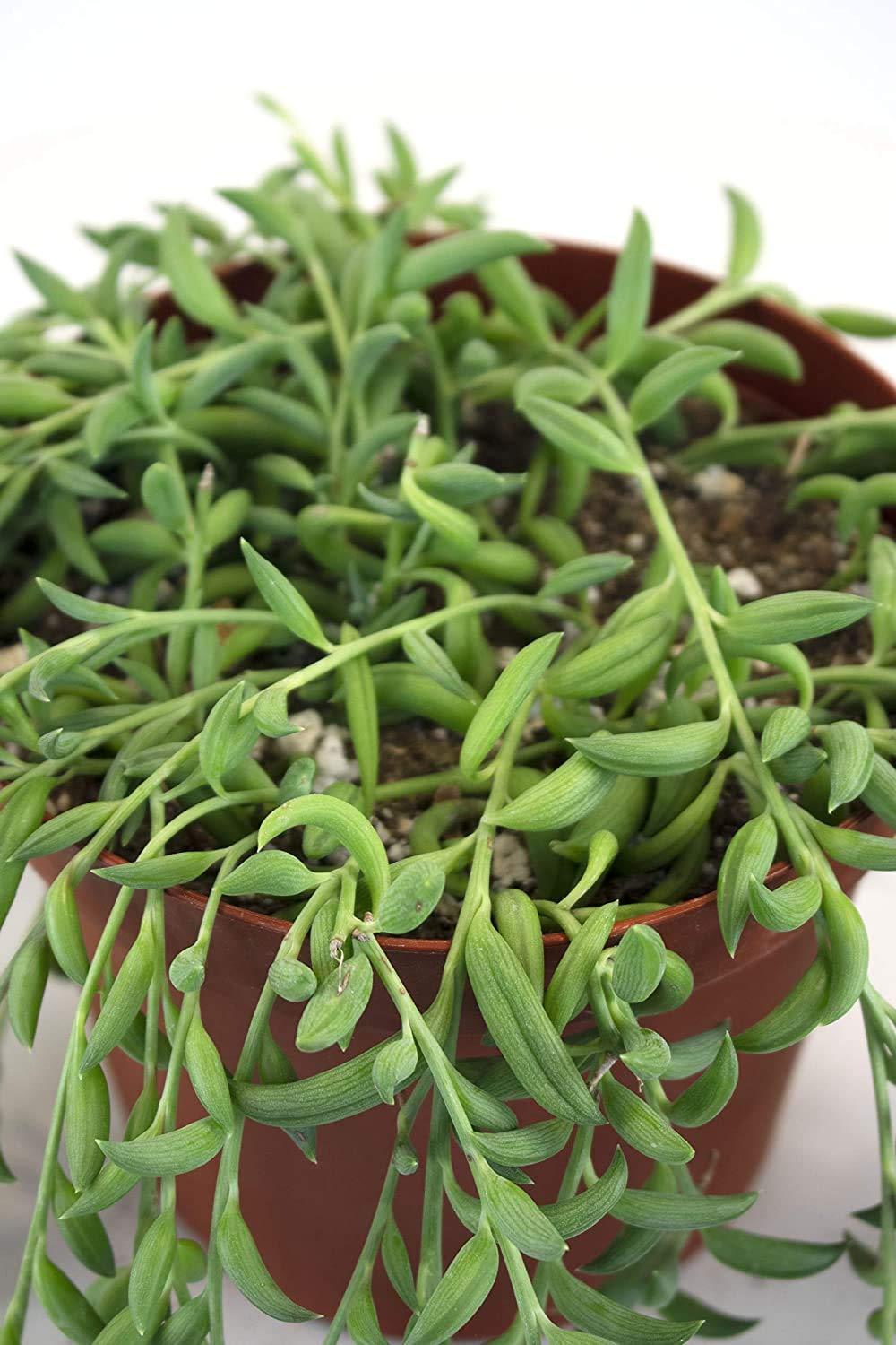 Home Botanicals Hanging String of Bananas Succulent in 6" Grow Pot with Hanger Included