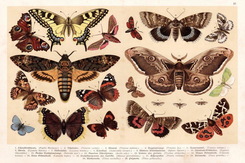 Moths and Butterflies 1888 Vintage Illustration Insect Wall Art of Moths and Butterflies butterfly Illustrations Insect Moth Cool Wall Art Print Poster 18x12