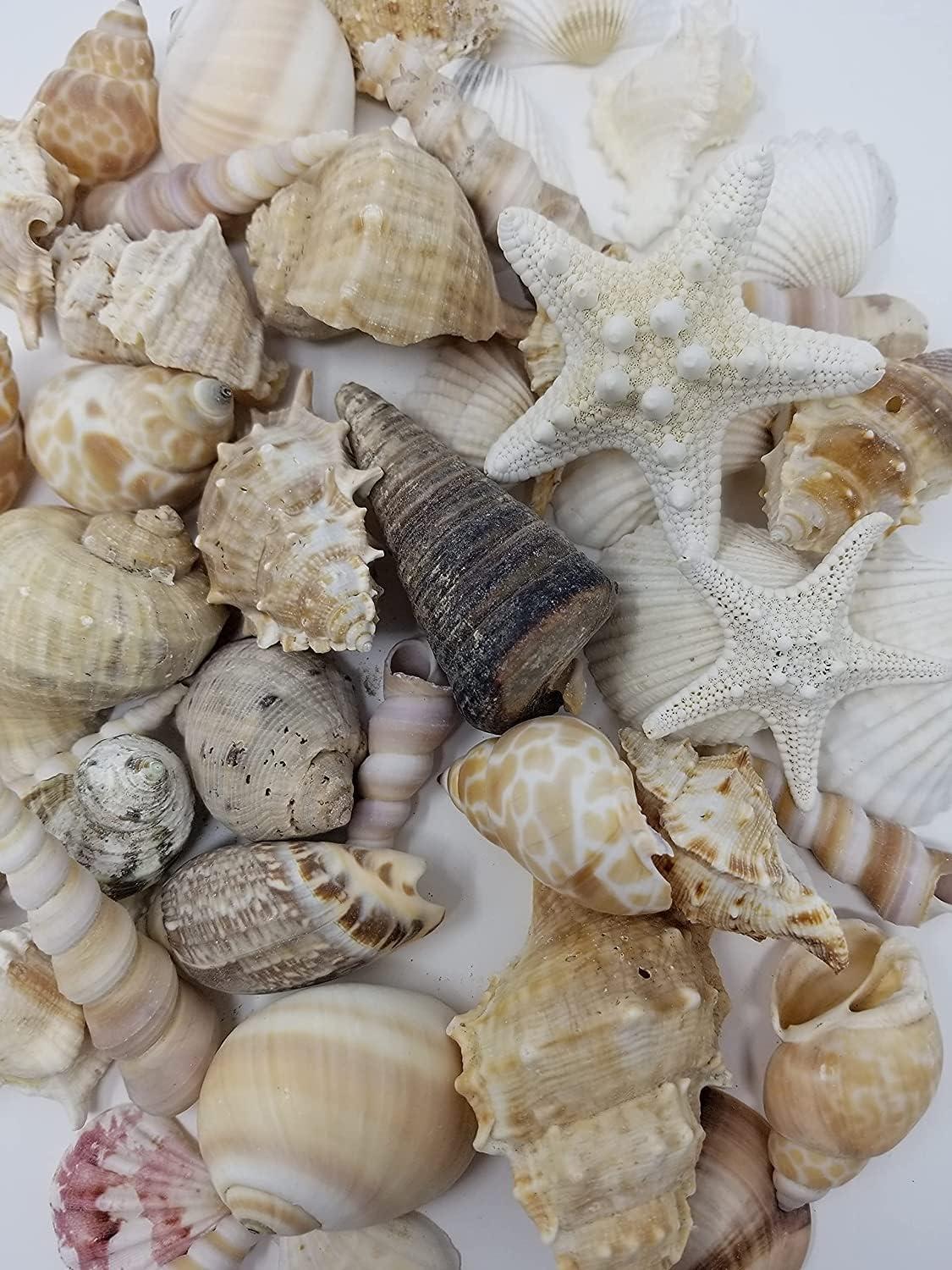 Assorted Natural Seashells for Crafts and Decor, 1 Pound