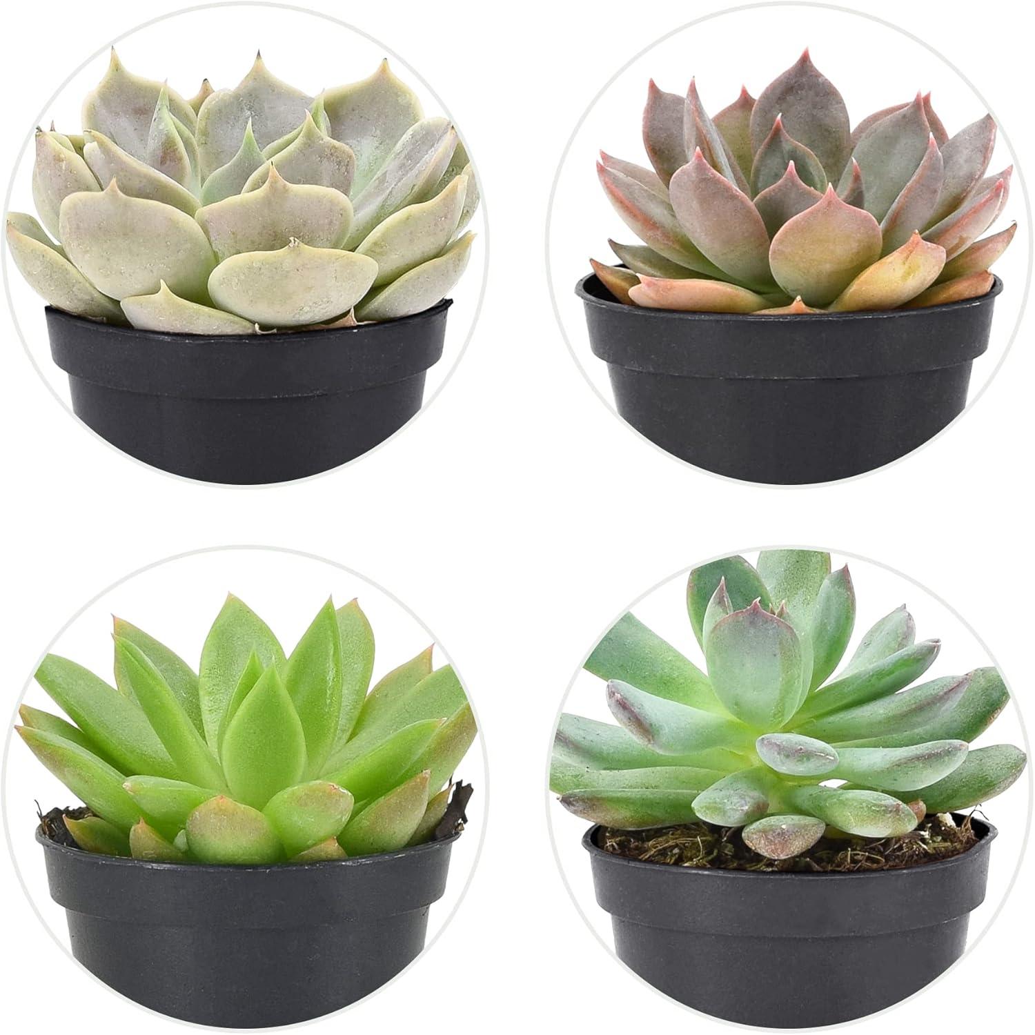 Assorted Echeveria Succulents in Black Pots, 12-Pack