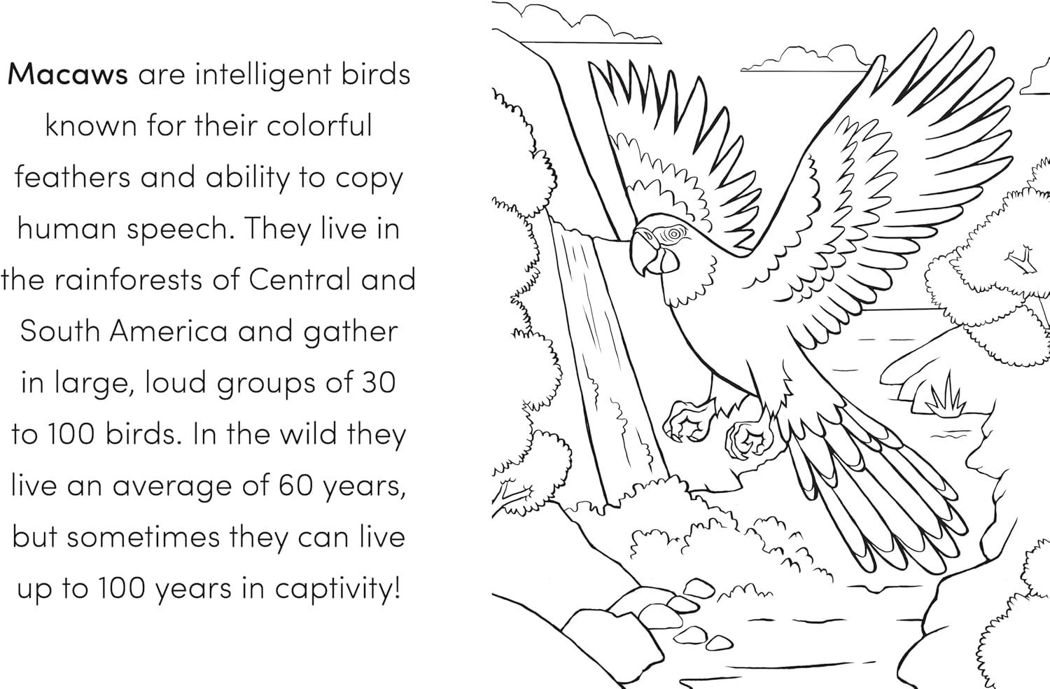 Bird Book for Kids: Fun Facts and Coloring Adventures