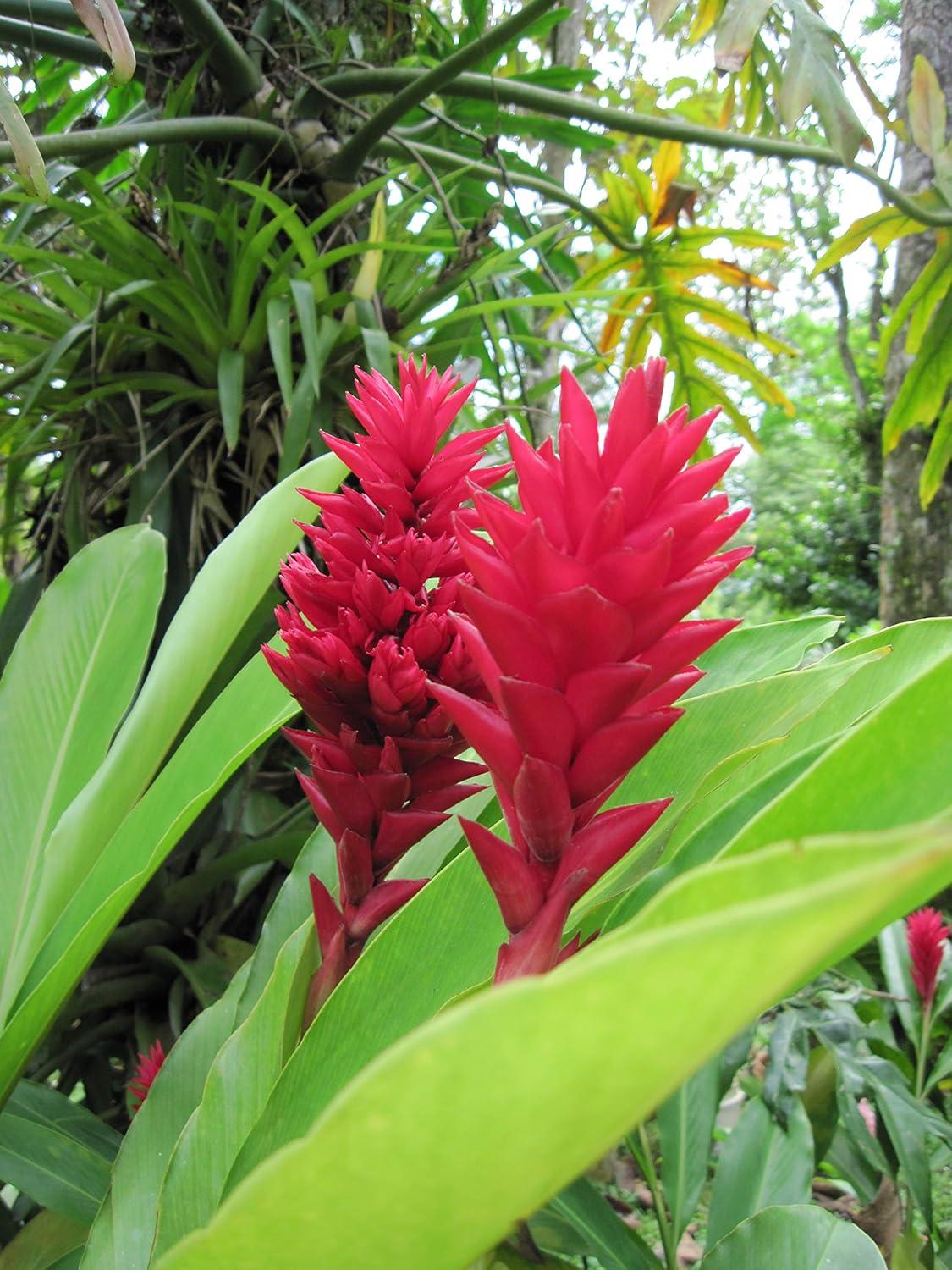 Red Alpinia Purpurata Ginger Plant Bulb 1 PK (2 Roots Each 2"-4" Long) Shade & Sun