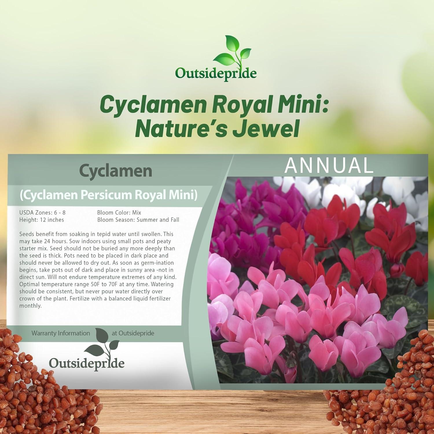 Outsidepride Annual Cyclamen Persicum for Partial Shade - 100 Seeds