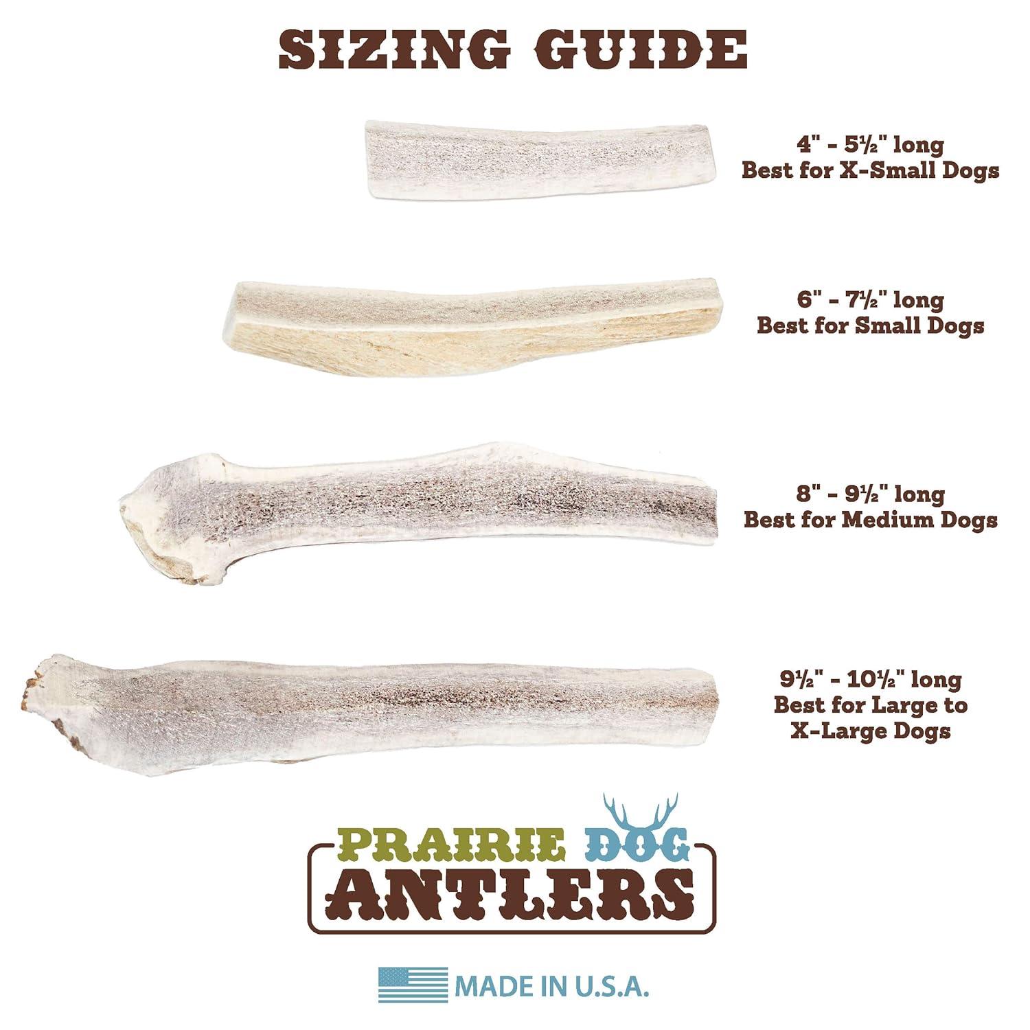 Prairie Dog Antlers | North American Split Antler | Large | Naturally Shed | Hand Harvested | Nutrient Rich | 6-7.5 inches long