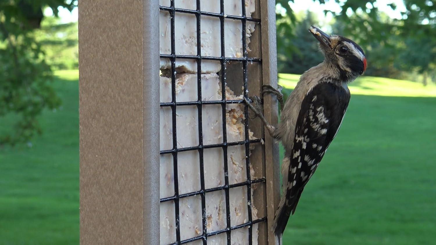 JCs Wildlife Red/Tan Recycled Poly Lumber Single Suet Feeder Tail Prop Bird Feeder - Holds 1 Suet Cake - Long Lasting Suet Cage Feeder
