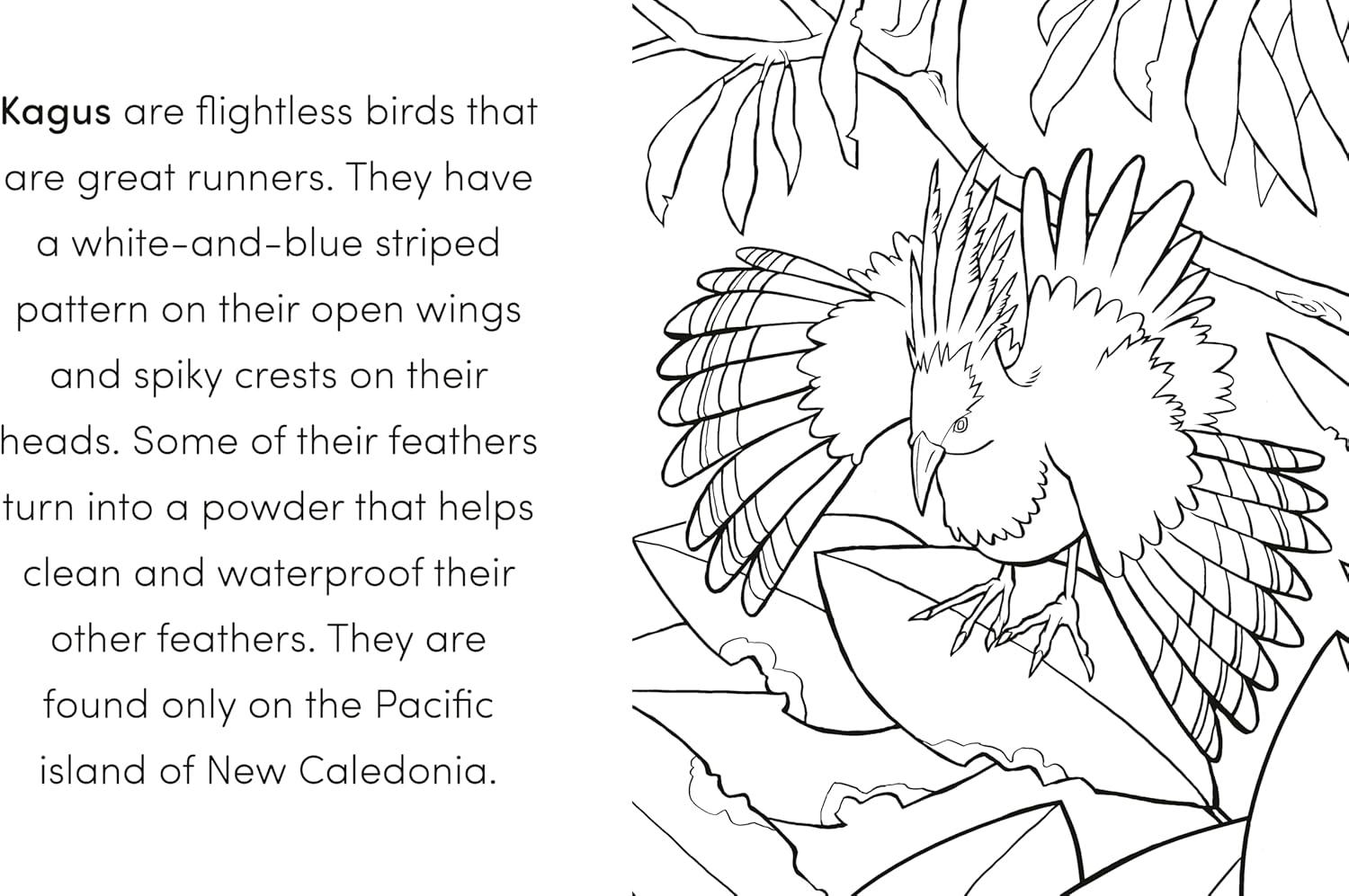 Bird Book for Kids: Fun Facts and Coloring Adventures